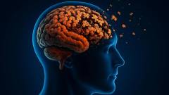 ілюстрація мозку людини