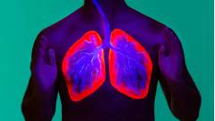 легені людини