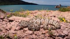 каліфорнійська гримуча змія