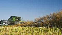 вирощування ріпака в Канаді