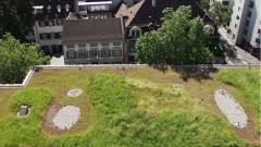 озеленення дахів у базелі