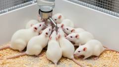 лабораторні щури