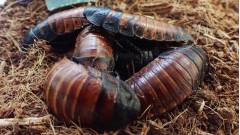 мадагаскарські таргани